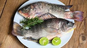 Tilapia